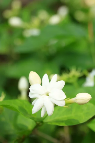 Jasmin weiße Blüten — Stockfoto
