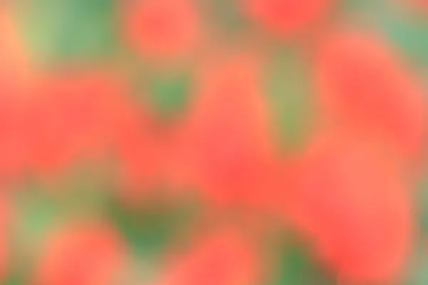 Blurred flowers background — Stock Photo, Image