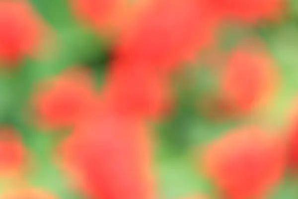 Blurred flowers background — Stock Photo, Image