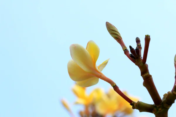 Witte frangipani bloem op boom — Stockfoto