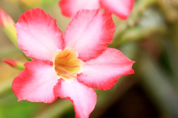 Impala lily adenium - rosa blommor — Stockfoto