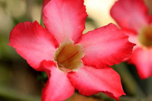 Impala lirio adenium - flores rosadas — Foto de Stock