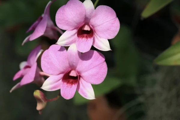 Flores de orquídea rosa —  Fotos de Stock