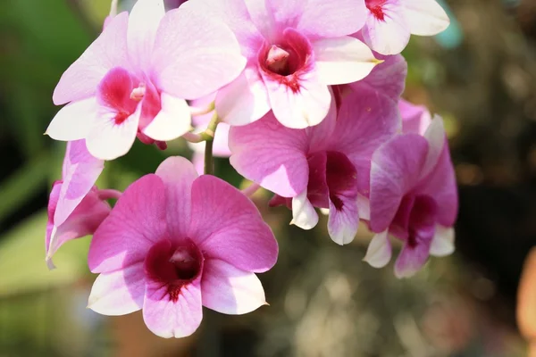 Flores de orquídea rosa — Foto de Stock