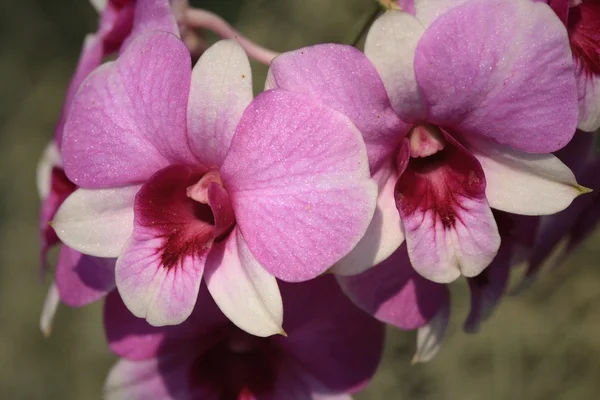 Flores de orquídea rosa — Foto de Stock