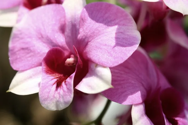 Flores de orquídea rosa — Foto de Stock