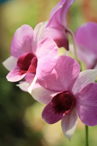 Pink orchid flowers — Stock Photo, Image