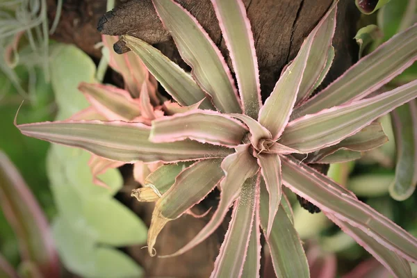 Vertegenwoordiger van de bromeliafamilie bloemen — Stockfoto