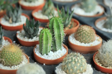 kaktüs kadar yakın