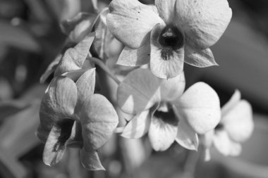 pembe orkide çiçekleri