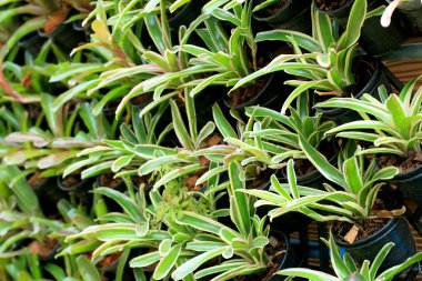 bromeliad çiçekler