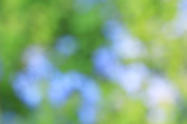 bulanık çiçek arka plan