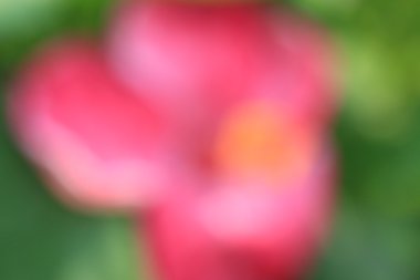 bulanık çiçek arka plan