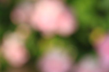 bulanık çiçek arka plan