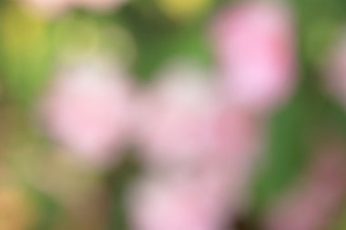 bulanık çiçek arka plan