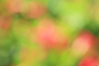 bulanık çiçek arka plan