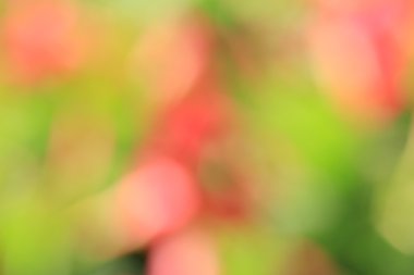 bulanık çiçek arka plan