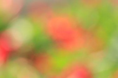 bulanık çiçek arka plan