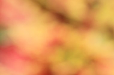 bulanık çiçek arka plan