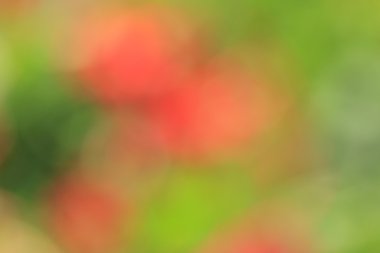 bulanık çiçek arka plan