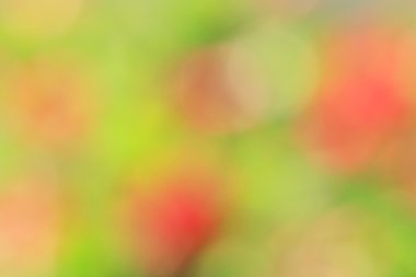 bulanık çiçek arka plan