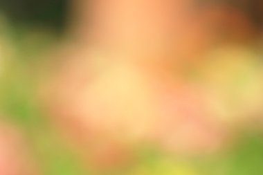 bulanık çiçek arka plan