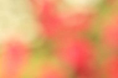 bulanık çiçek arka plan