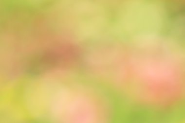 bulanık çiçek arka plan