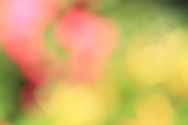 bulanık çiçek arka plan