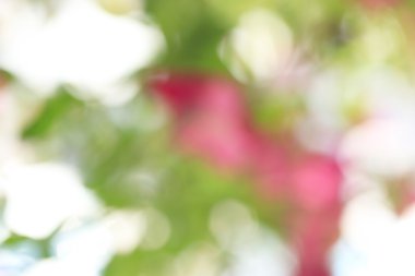 bulanık çiçek arka plan