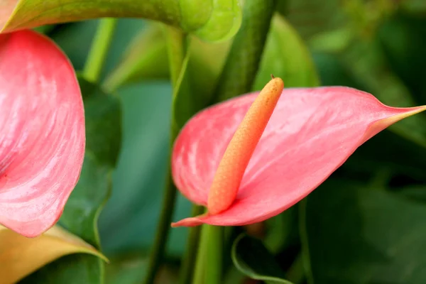 Pink anthurium andreanum - flamingo lily — Stock Photo, Image