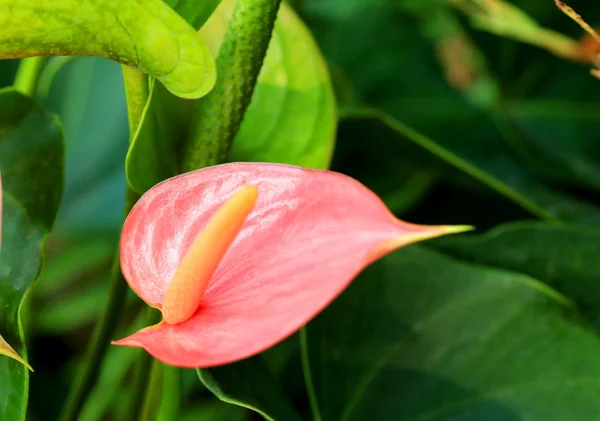 Rosa anthurium andreanum - flamingo lily — Stockfoto