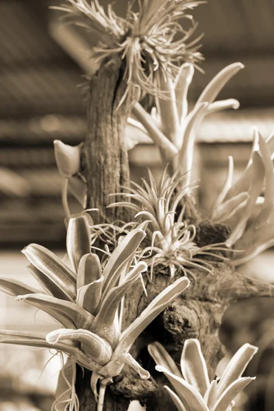 Flores de bromelias —  Fotos de Stock