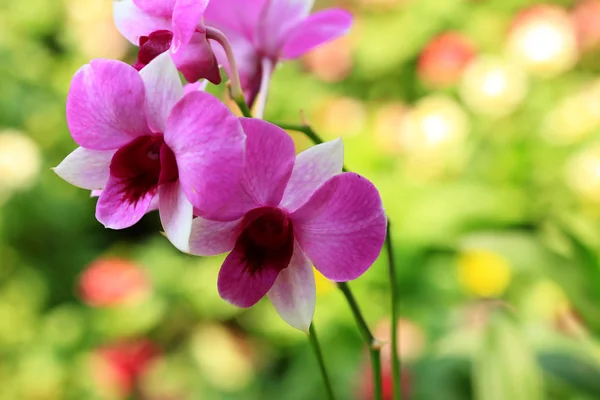 Pink orchid flowers — Stock Photo, Image