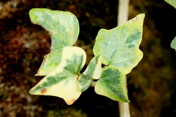 Gröna fern — Stockfoto