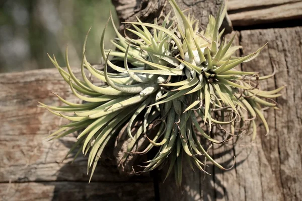 Bromeliad çiçekler Stok Fotoğraf