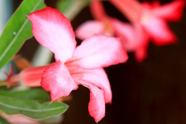 Impala lily adenium - pink flowers — Stock Photo, Image