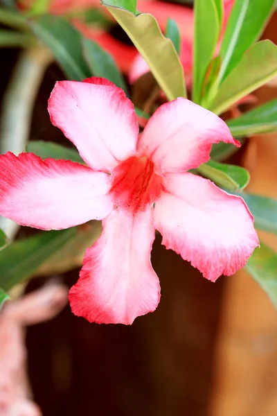 Impala lirio adenium - flores rosadas —  Fotos de Stock