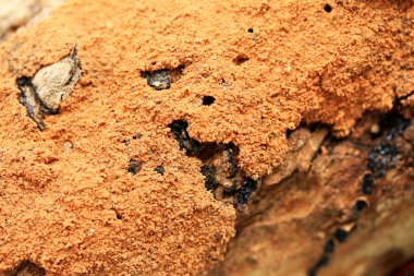 termit ağaç üzerinde