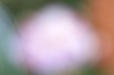 bulanık çiçek arka plan