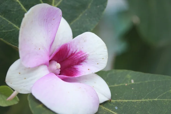 ピンクの蘭の花 — ストック写真