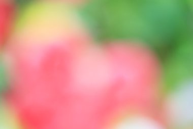 bulanık çiçek arka plan