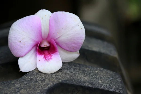 Flores de orquídea rosa —  Fotos de Stock