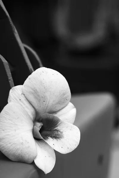 Flores de orquídea rosa — Fotografia de Stock