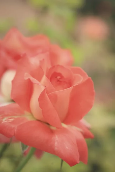 Vintage roses flower — Stock Photo, Image