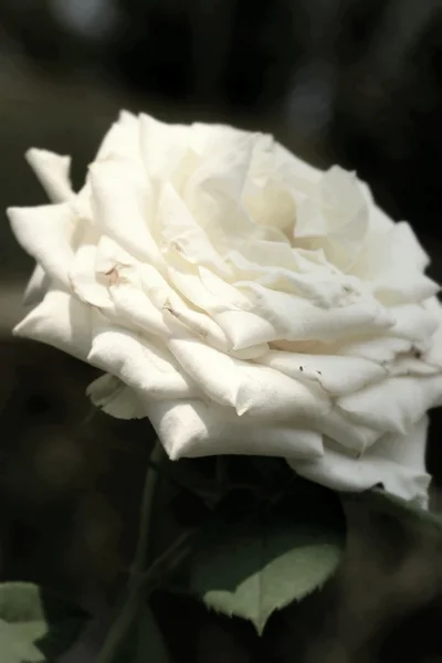 White rose — Stock Photo, Image