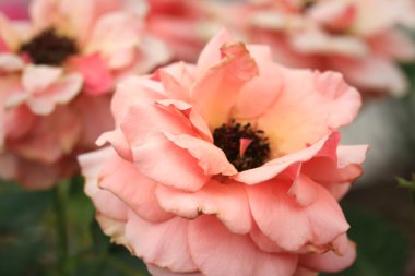 Vintage gül çiçek