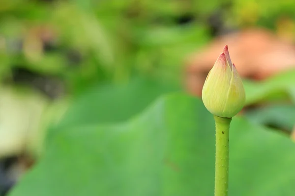 Flor de loto —  Fotos de Stock