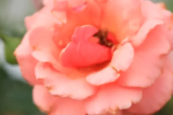 Vintage rozen bloem — Stockfoto