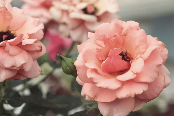 Vintage τριαντάφυλλα λουλουδιών — Φωτογραφία Αρχείου